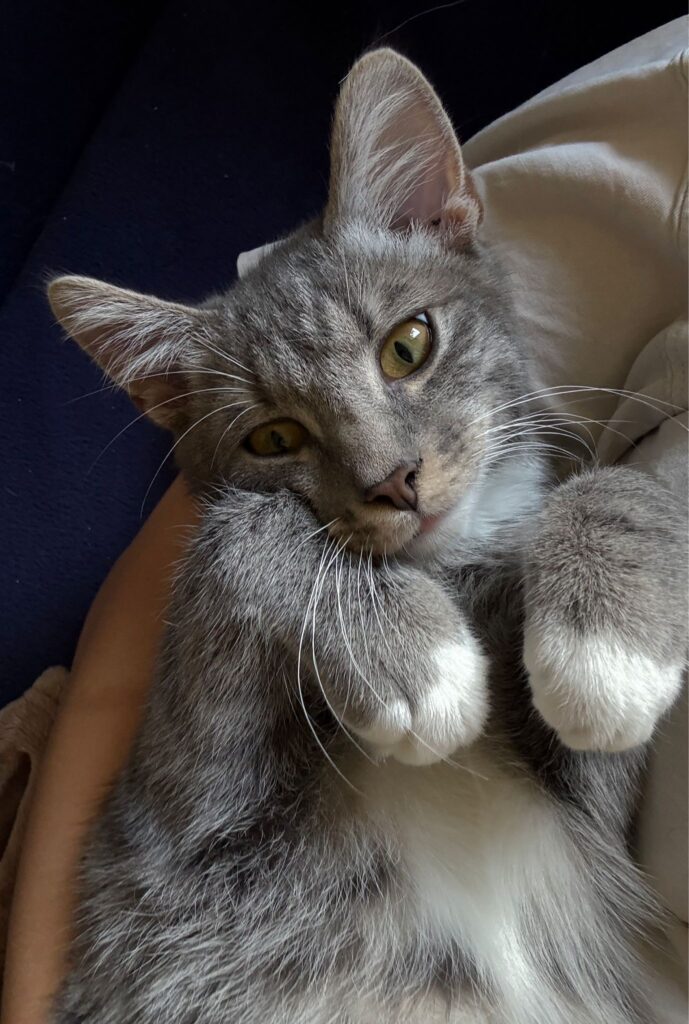 ein grau getigerter Kater mit weißen Pfoten und brust liegt auf dem Rücken